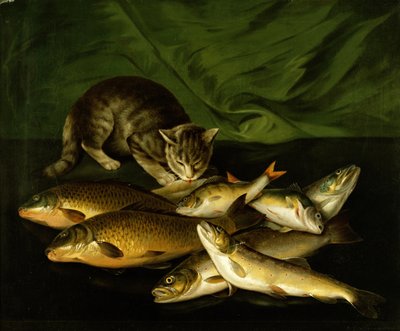 Un gatto con trota, persico e carpa su una mensola da Stephen Elmer